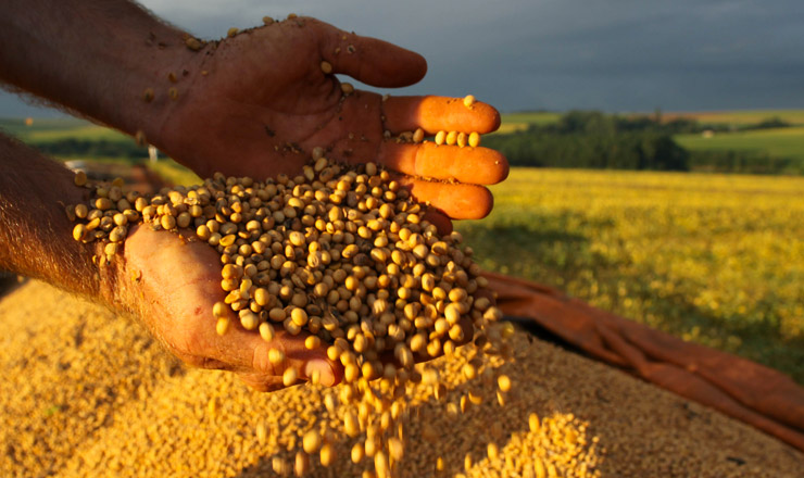  <strong> Grãos de soja: </strong> seu óleo é um dos principais componentes do biodiesel