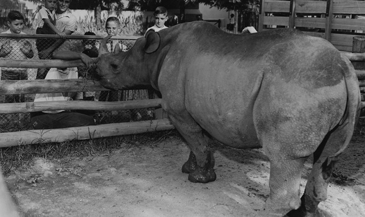  <strong> Cacareco no zoo do Rio de Janeiro,</strong> horas antes de embarcar para São Paulo. Ele foi o primeiro rinoceronte a nascer no Brasil e o “candidato” mais votado nas eleições para vereador de outubro de 1958 na cidade de São Paulo