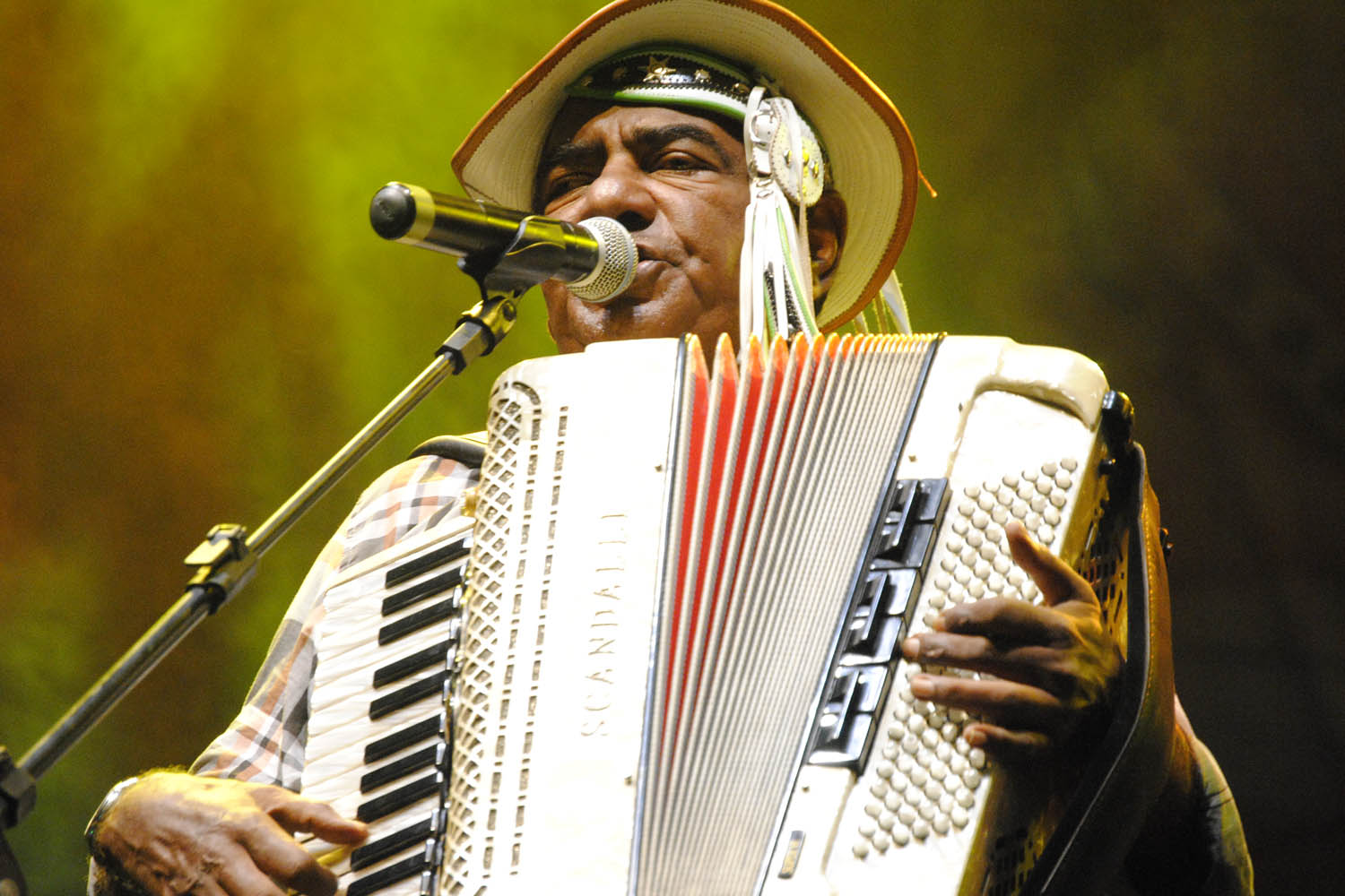  Pinto do Acordeon